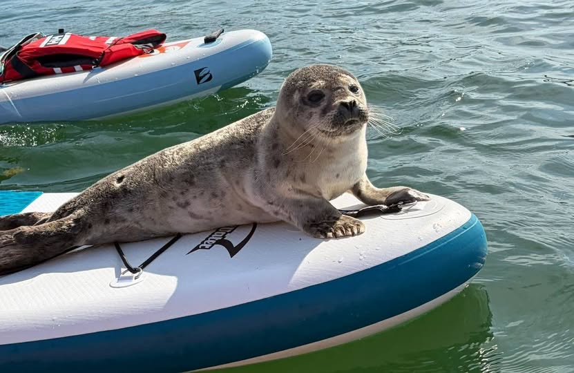 Mała foka wskoczyła na deskę SUP przy plaży w Mielnie. Urocze nagranie jest też poważną lekcją