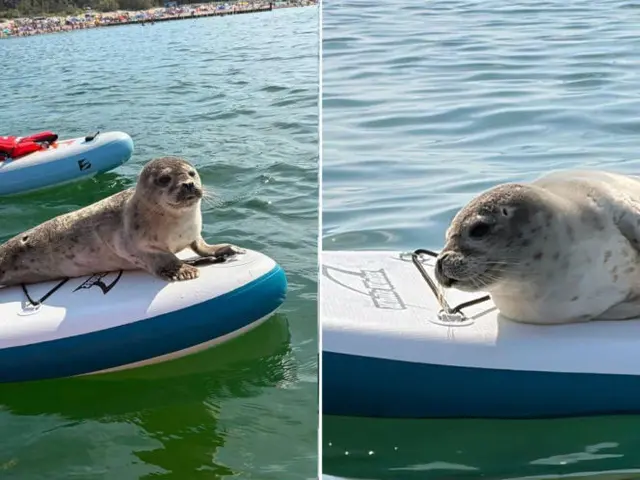 Foka na plaży w Mielnie