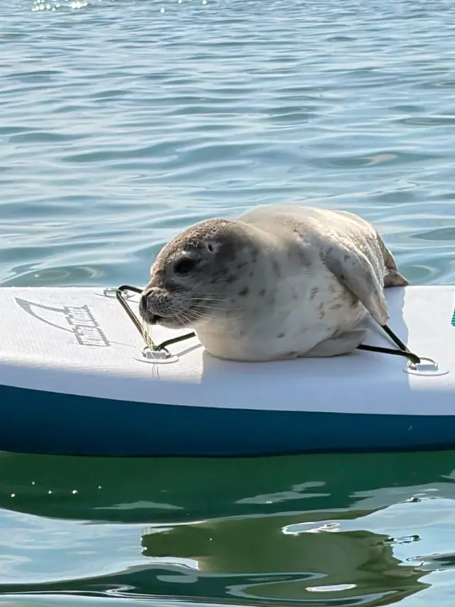 Foka na plaży w Mielnie