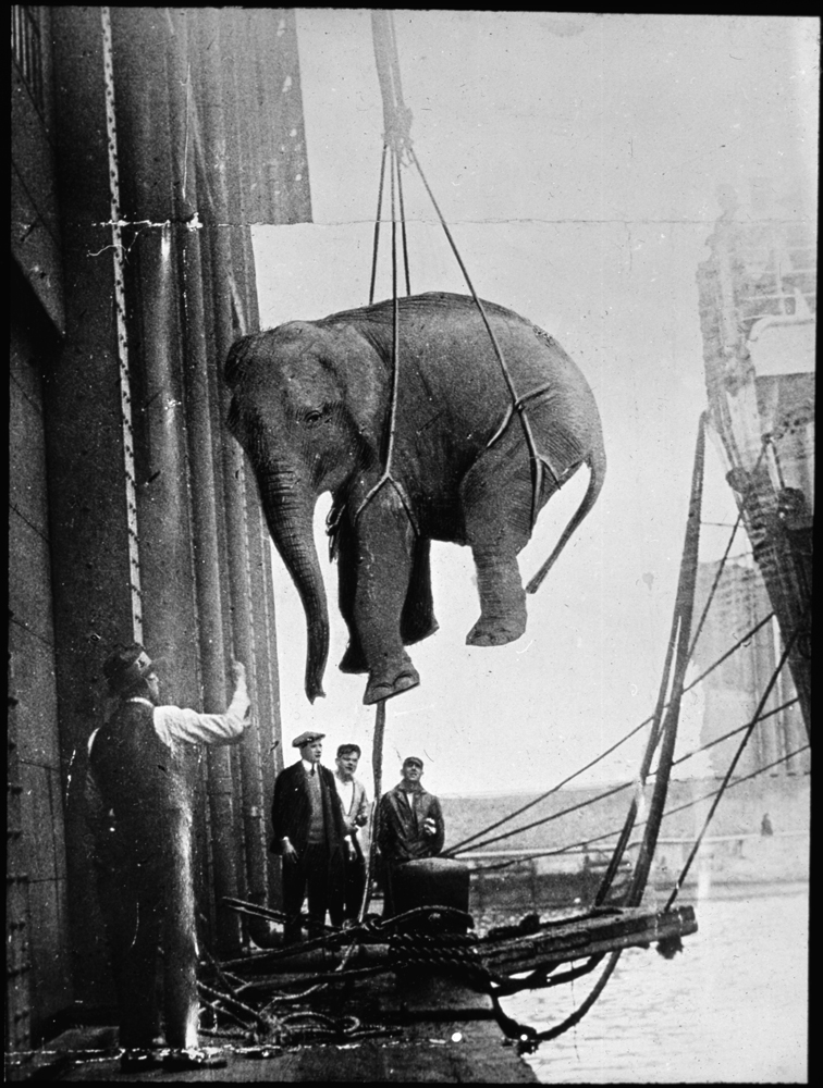 Załadunek słonia na statek